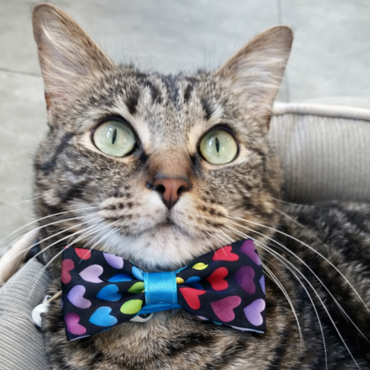 Cat wearing a colorful bow tie with heart pattern on a light background