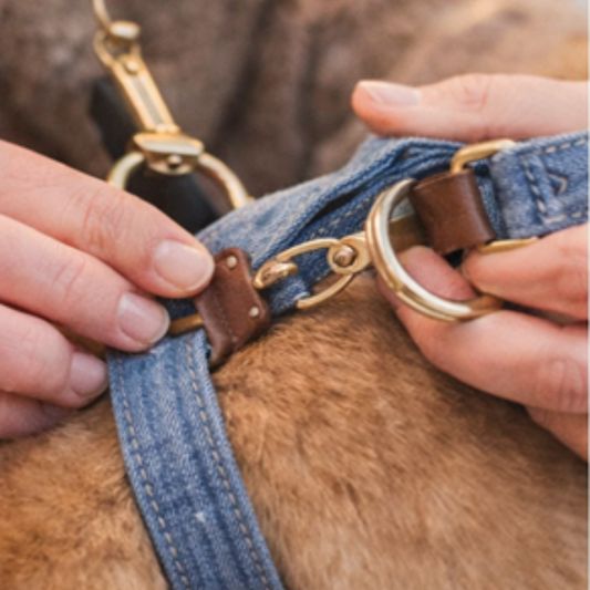Close-up of hands adjusting a dog harness with gold hardware on a blurred background