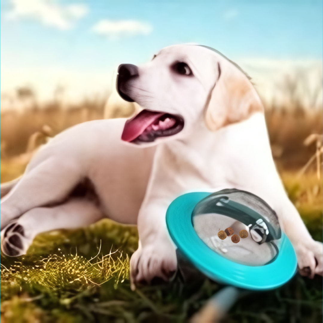 Dog with a teal bowl on grass with a blurred background