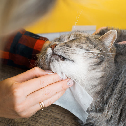 Extra Large Pet Wipes - Lavender Scented (100 count)